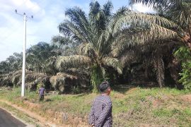 Harga CPO di Jambi turun Rp114 per kilogram