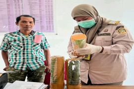 Karantina Pertanian Timika periksa sembilan benih Barringtonia tujuan Bali