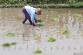 Memacu produksi pangan di tengah terpaan  El Nino