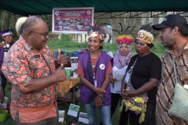 Pemkot Jayapura tingkatkan kemampuan kader persiapkan kampung bebas malaria