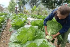Kelompok Tani Hortikultura Poco Leok binaan PLN raup keuntungan jutaan rupiah