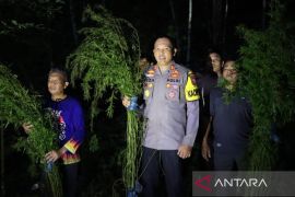 Polisi temukan lima hektar lahan ganja di Mandailing Natal