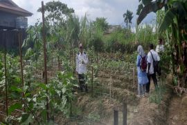 Kampung Mawokauw Jaya menjaga ketahanan pangan dengan menanam sayuran