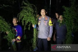 Polisi temukan ladang ganja seluas lima hektare di Mandailing Natal