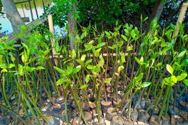 IDCTA: Indonesia bisa jadi hub karbon dunia mengalahkan Jepang