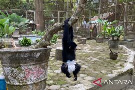 Anak siamang di Taman Rimbo Jambi mulai belajar memanjat