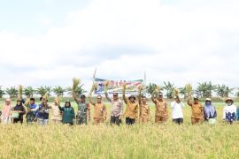 Kadis Pertanian HSU apresiasi petani Tampakang berhasil panen saat kemarau