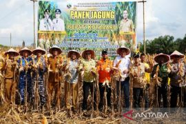 Kotabaru farmers harvest corn during long dry season