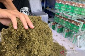 Rokok Hill Gayo aroma ganja yang menarik perhatian di PKA 8