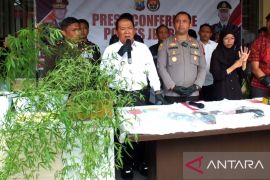 Polres tangkap warga Jember tanam ganja di pekarangan rumah