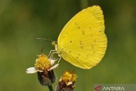 Yellow butterflies "invade" Balangan District