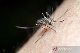 Dinkes Babel tangani 1.253 kasus DBD