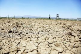 Studi ungkap fenomena cuaca ekstrem dapat memicu invasi spesies pendatang