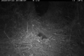 BRIN ungkap temuan berharga mamalia yang hilang selama 62 tahun