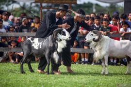 Adu domba Garut diminta dipertahankan
