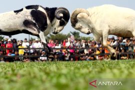 Adu ketangkasan domba di Kabupaten Bogor