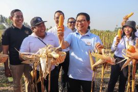 Pemkab Badung tingkatkan pendapatan petani dengan tekan alih fungsi lahan