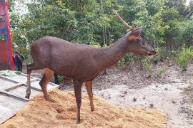 Jaga populasi rusa Sambar, PT Timah kembali datangkan sepuluh indukan Rusa ke penangkaran Batu Besi Belitung Timur