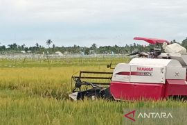 Petani Abdya mulai panen padi program IP-300 di sawah 300 hektare