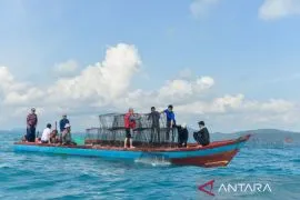 PT Timah bersama kelompok nelayan Ridho Ilahi bersatu tenggelamkan atraktor cumi di laut Rebo, nelayan berharap hasil tangkapan meningkat