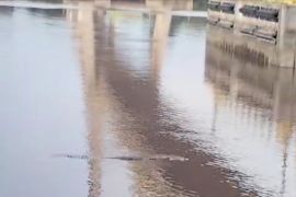 Buaya kembali menteror Sungai Siak