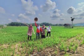 Produksi padi Balangan 2023 capai 80.772 ton