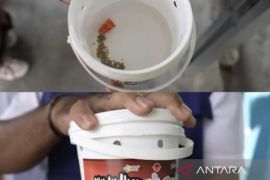 Pelepasan jentik nyamuk berwolbachia di Bali ditunda