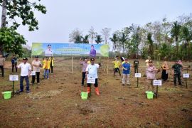 Pemprov Sulsel gandeng IAIN Bone sukseskan budi daya Pisang Cavendish