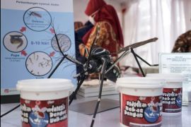 Wolbachia bacteria only survives in insect cells: UGM's researcher