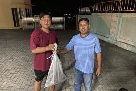 Warga Ambon serahkan ular piton kepada BKSDA Maluku