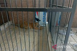 BKSDA Kaltim evakuasi harimau terkam pekerja di Samarinda