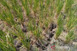 Penyaluran pupuk subsidi di Bengkulu capai 41.585 ton