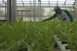 BPS: Pertanian di perkotaan "urban farming"  menggeliat di Sumut