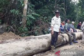 Tim Gakkum KLHK periksa pemilik PHAT di Nagan Raya, diduga terkait penebangan pohon