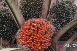 Harga TBS mandiri di Bangka mulai naik