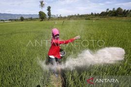 Distanbun: 140.910 ton pupuk bersubsidi sudah disalurkan kepada petani