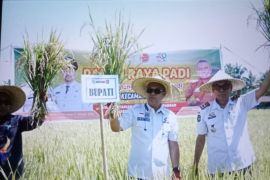 Bupati Luwu Timur panen raya penangkaran benih padi di BPP Wotu