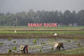 Mempertahankan luas sawah dan meningkatkan Produksi Beras Solok