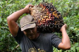 Peta jalan KSB Aceh memudahkan petani kelapa sawit