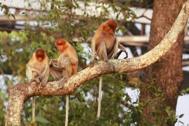 Bekantan population doubled in S Kalimantan's Bakut Island