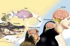 Membongkar keunikan manusia dalam konteks psikologi budaya