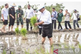 Mentan nilai program "food estate" perlu dilanjutkan