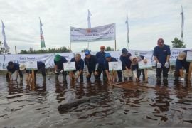 Dukung iklim positif, karyawan RAPP dan masyarakat Kampung Penyengat tanam ribuan bibit bakau