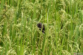 Padi terserang hama burung pipit