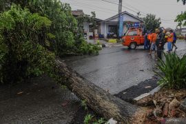Mitigasi bencana, BPBD Lebak lakukan penebangan pohon