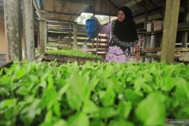 Harga Cabai Hiyung meroket, Petani di Tapin raup untung
