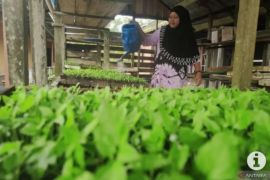 Tapin bentuk perda guna lindungi lahan Cabai Hiyung