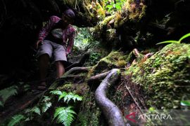 Indonesia bersama Brasil dan Kongo bermitra atasi deforestasi