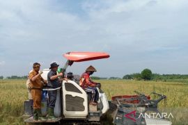 Distan Bekasi kejar produktivitas padi masuki musim panen di sejumlah wilayah