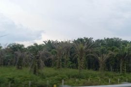 Harga sawit di Riau Rp2.614,89/kg